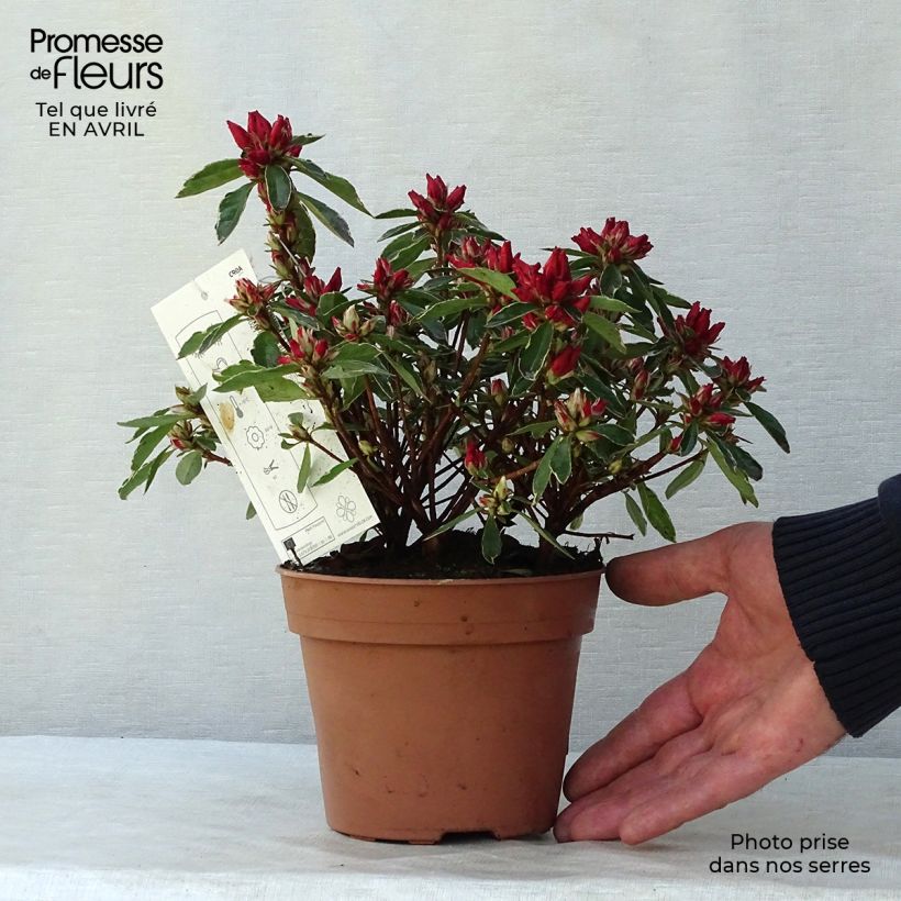 Azalea japonica Girards Hot Shot 2L/3L pot sample as delivered in spring