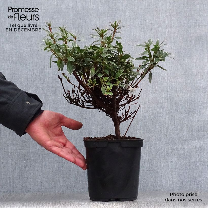 Azalea japonica Girards Hot Shot 2L/3L pot sample as delivered in winter