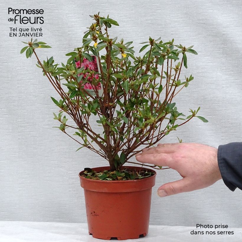 Azalea japonica Mme Van Hecke 2L/3L pot sample as delivered in winter