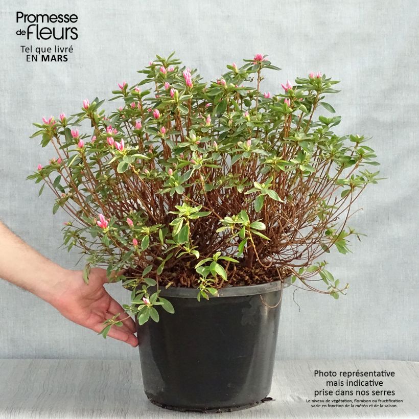 Azalea japonica Mme Van Hecke 7.5L/10L pot sample as delivered in spring