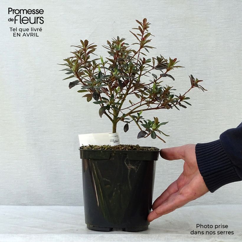 Azalea japonica Tamanini 2L/3L pot sample as delivered in spring