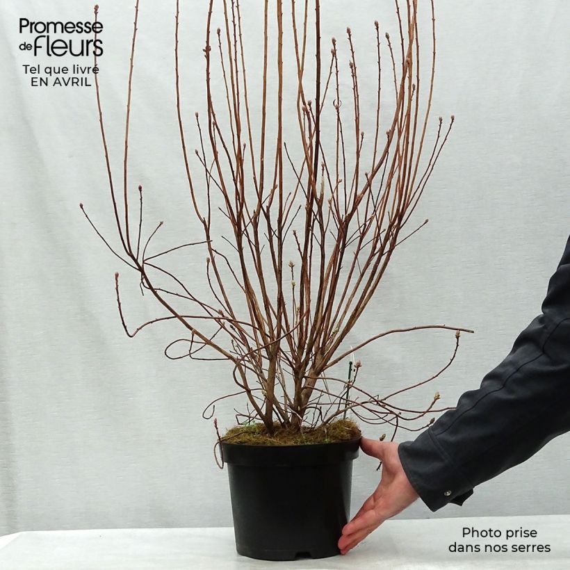 Azalea mollis Viscosa 4L/5L pot sample as delivered in spring