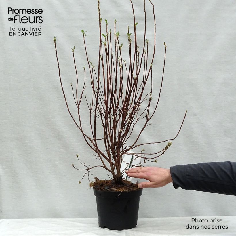 Azalea mollis Viscosa 4L/5L pot sample as delivered in winter