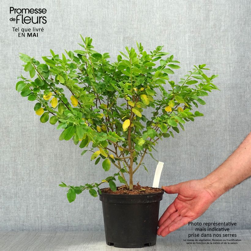 Azara serrata 2L/3L pot sample as delivered in spring