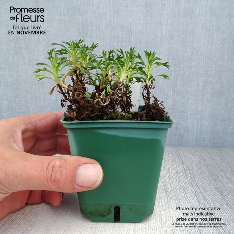 Azorella trifurcata 8/9 cm pot sample as delivered in autumn