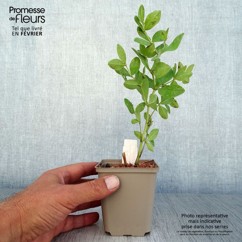 Baptisia Decadence Series Pink Lemonade - False Indigo 8/9 cm pot sample as delivered in autumn