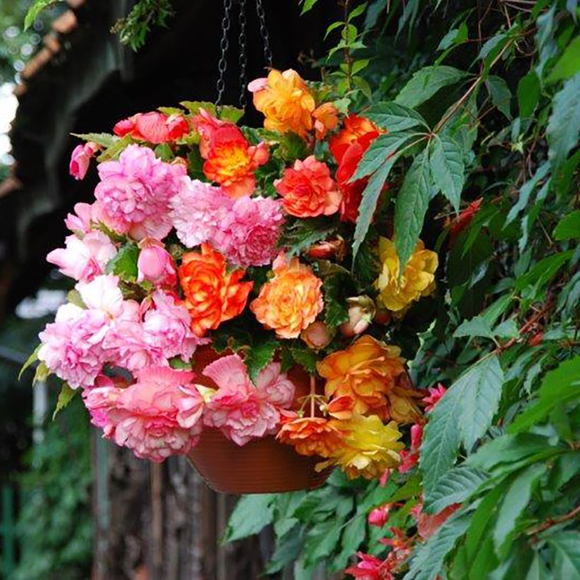 Balcony begonia 2 colour mix - Begonia × tuberhybrida Golden and Pink (Flowering)