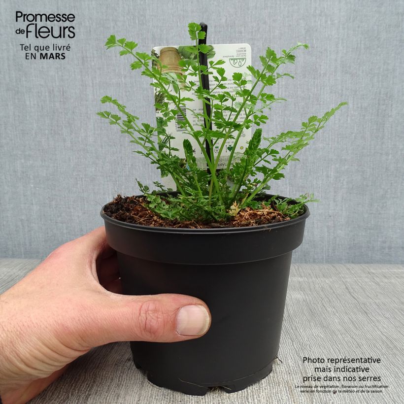 Baldellia ranunculoides 8/9 cm pot sample as delivered in spring