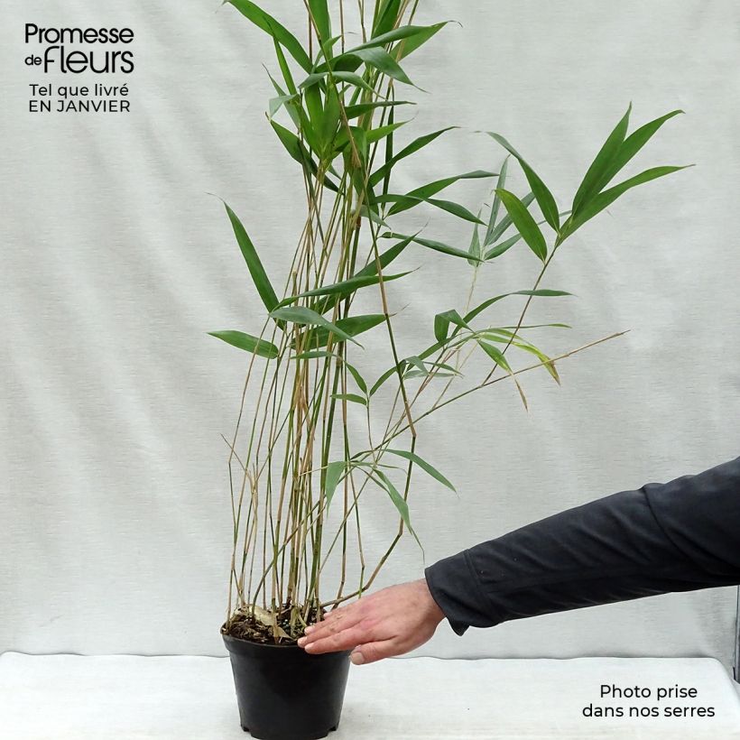 Pseudosasa japonica - Metake Bamboo 2L/3L pot sample as delivered in winter