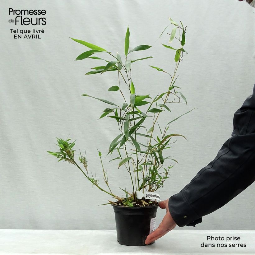Phyllostachys bissetii - Bamboo 2L/3L pot sample as delivered in spring