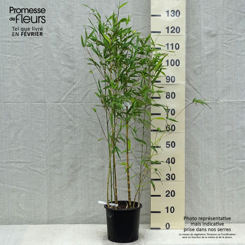 Phyllostachys aurea Koi - Fishpole Bamboo 4L/5L pot sample as delivered in winter