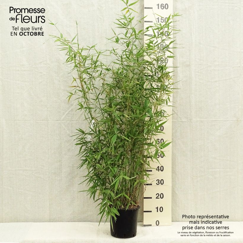 Golden Bamboo - Phyllostachys aurea 4L/5L pot sample as delivered in autumn