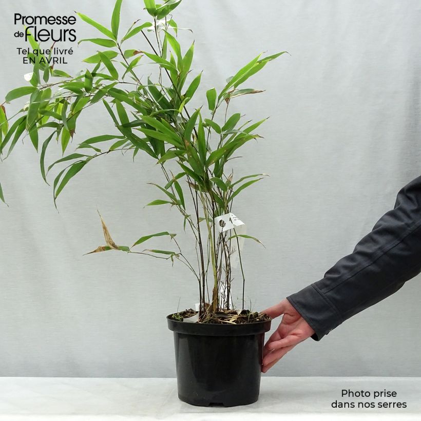 Black bamboo - Phyllostachys nigra 4L/5L pot sample as delivered in spring