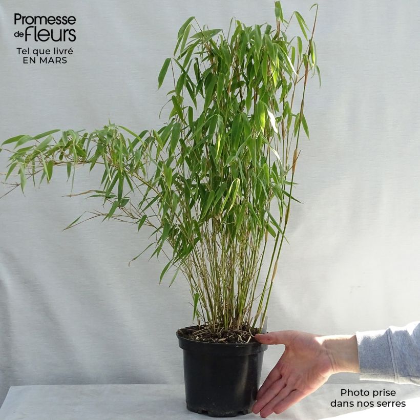 Fargesia murielae Bimbo 2L/3L pot sample as delivered in spring