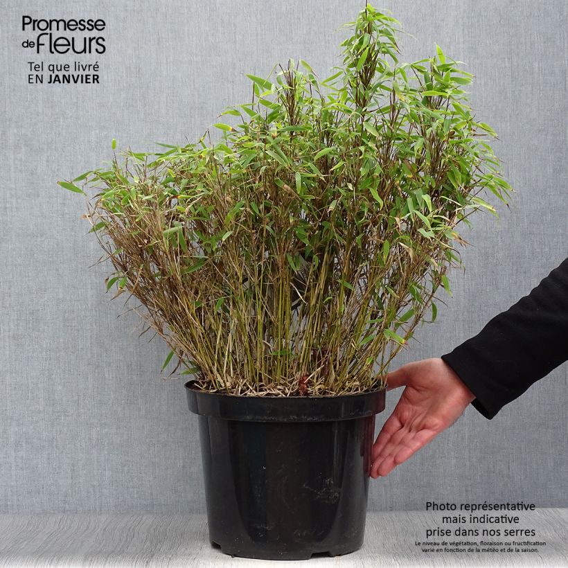 Fargesia murielae Bimbo 2L/3L pot sample as delivered in winter