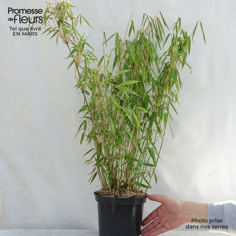 Fargesia murielae Jumbo 2L/3L pot sample as delivered in spring