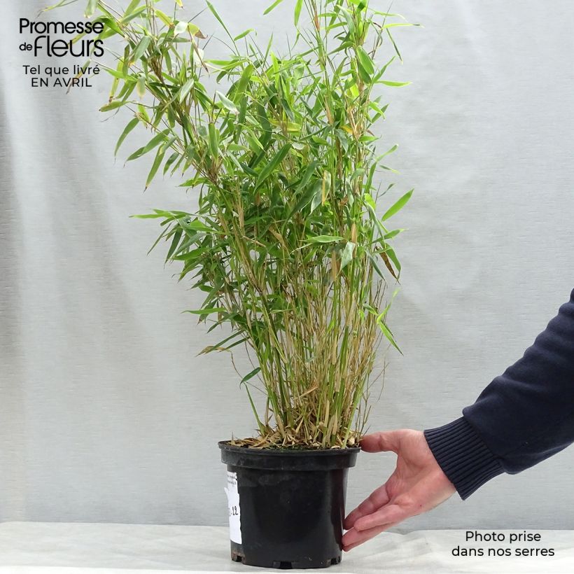 Fargesia murielae Simba - Non-running Bamboo 2L/3L pot sample as delivered in spring