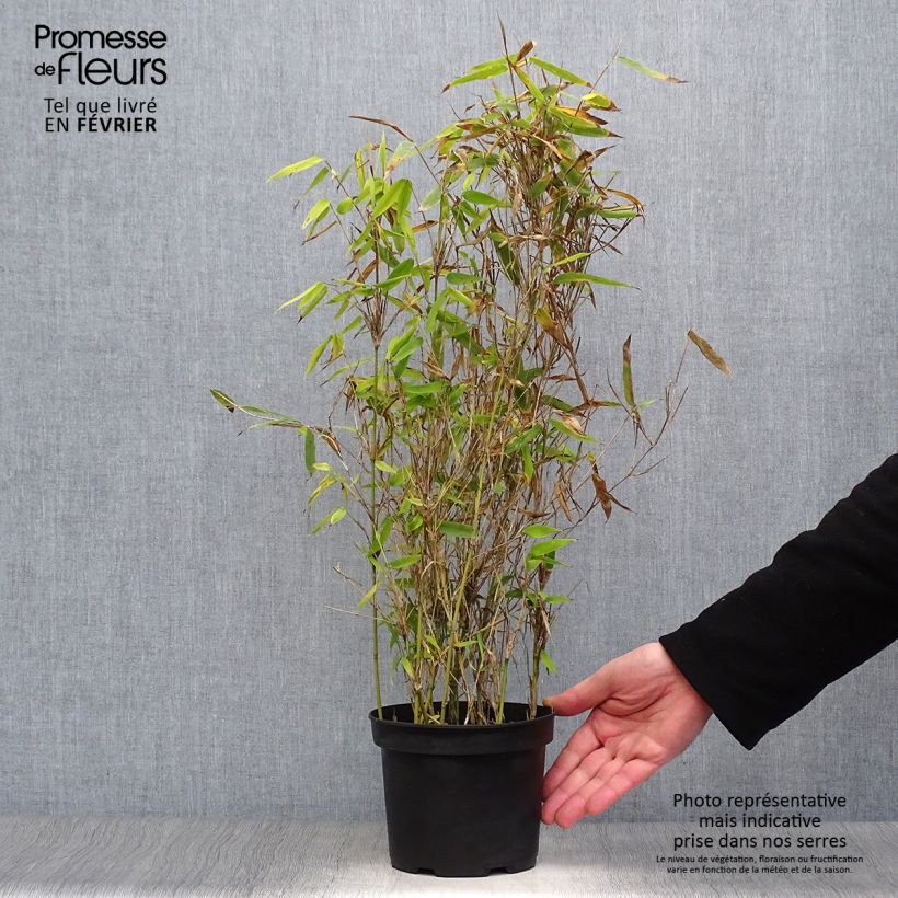 Fargesia murielae Simba - Non-running Bamboo 2L/3L pot sample as delivered in winter
