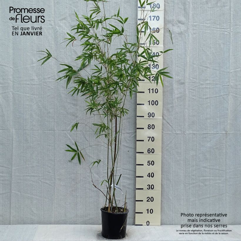 Bambusa glaucescens - Hedge Bamboo 4L/5L pot sample as delivered in winter