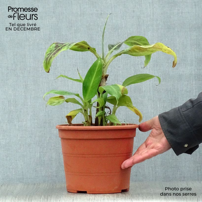 Musa acuminata Dwarf Cavendish - Banana 6L/7L pot sample as delivered in winter