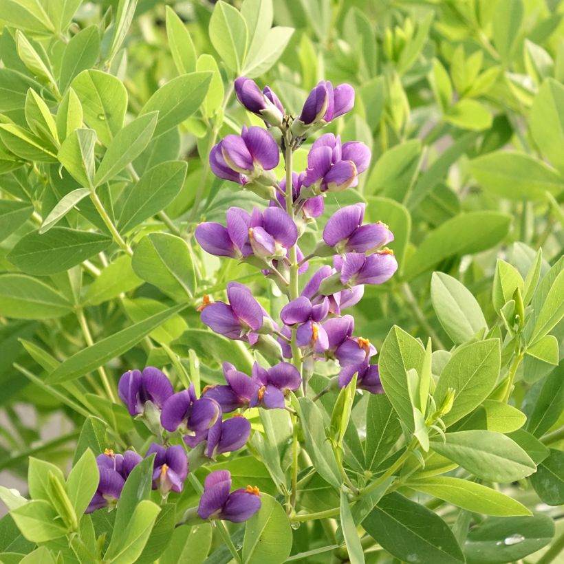 Baptisia Decadence Series Blueberry Sundae - False Indigo (Flowering)