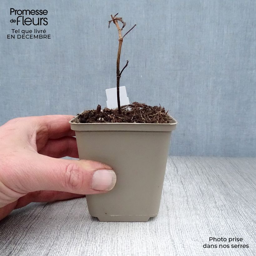 Baptisia Decadence Series Blueberry Sundae - False Indigo 8/9 cm pot sample as delivered in winter