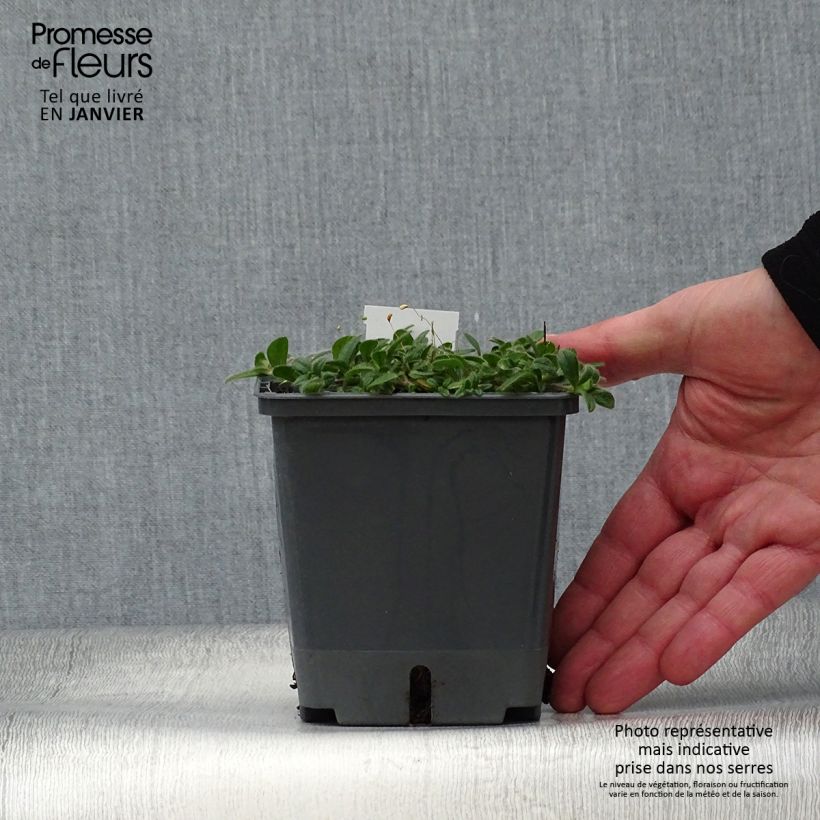 Baptisia Decadence Series Blueberry Sundae - False Indigo 1L/1.5L pot sample as delivered in winter