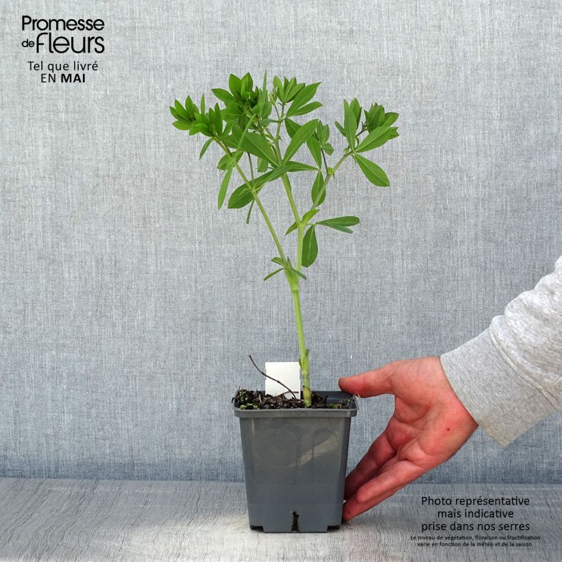 Baptisia Decadence Series Blueberry Sundae - False Indigo 1L/1.5L pot sample as delivered in spring