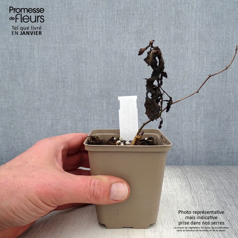 Baptisia australis Caspian Blue - False Indigo 8/9 cm pot sample as delivered in winter