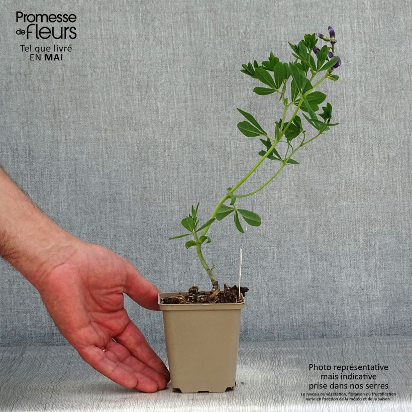 Baptisia australis Caspian Blue - False Indigo 8/9 cm pot sample as delivered in spring