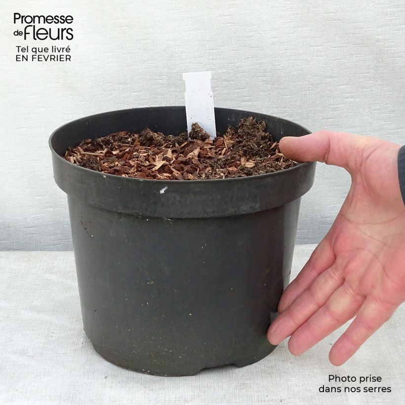 Baptisia Cherries Jubilee - False Indigo 4L/5L pot sample as delivered in winter