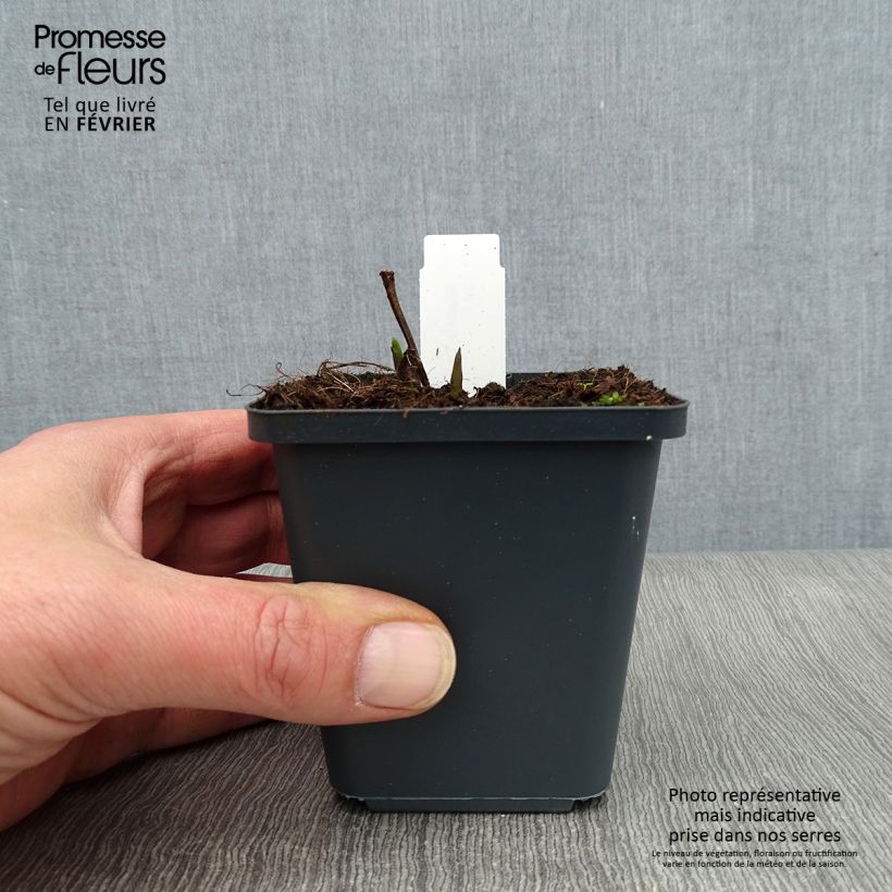 Baptisia Decadence Series Dark Chocolate - False Indigo 8/9 cm pot sample as delivered in winter