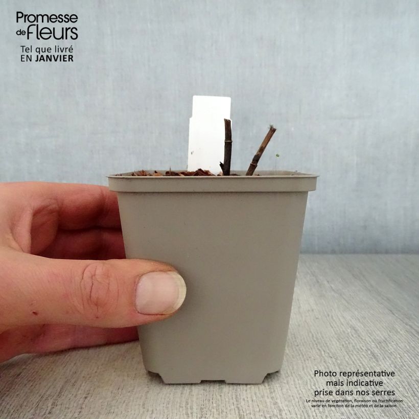 Baptisia australis Indigo Spires - False Indigo 8/9 cm pot sample as delivered in winter