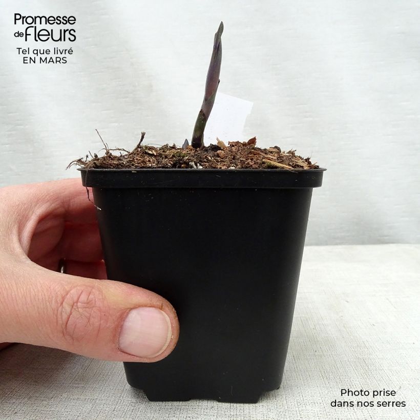 Baptisia australis Indigo Spires - False Indigo 8/9 cm pot sample as delivered in spring