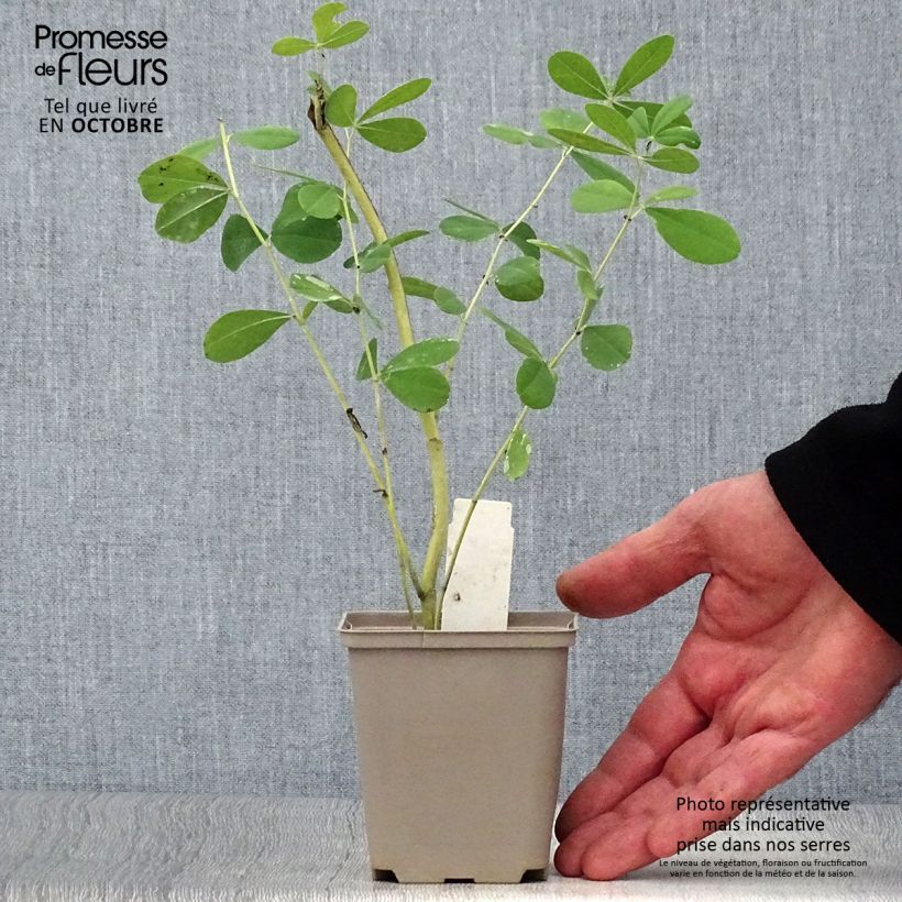 Baptisia australis Indigo Spires - False Indigo 8/9 cm pot sample as delivered in autumn