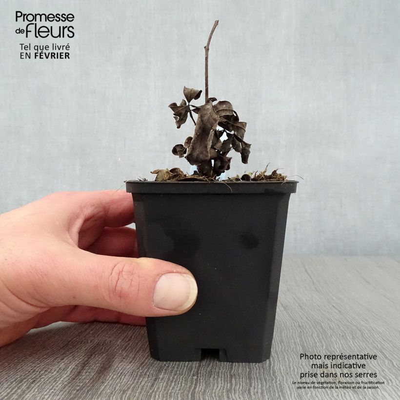 Baptisia Decadence Series Lemon Meringue - False Indigo 8/9 cm pot sample as delivered in winter