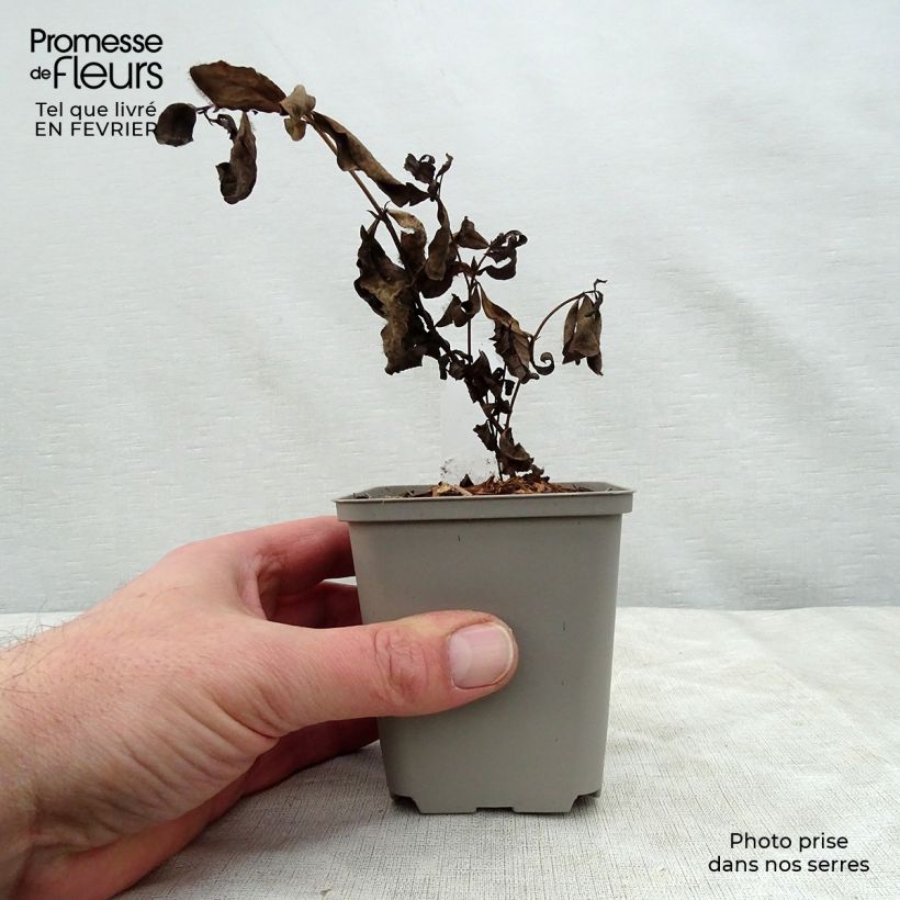 Baptisia Decadence Series Pink Lemonade - False Indigo 8/9 cm pot sample as delivered in winter