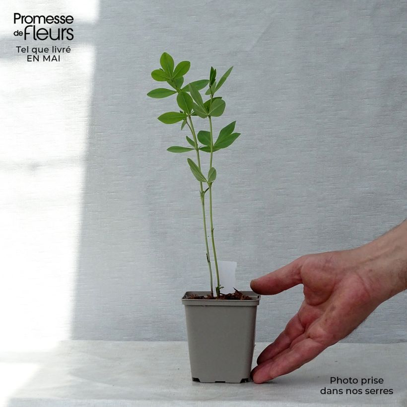 Baptisia Decadence Series Pink Lemonade - False Indigo 8/9 cm pot sample as delivered in spring