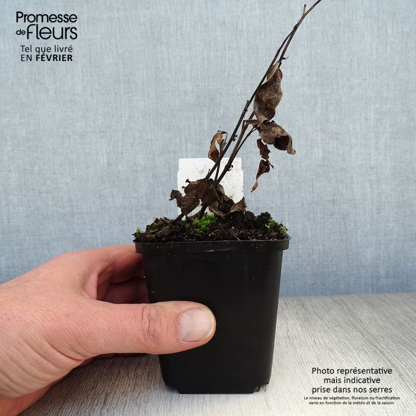 Baptisia Decadence Series Pink Truffles - False Indigo 8/9 cm pot sample as delivered in winter