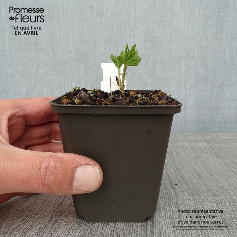 Baptisia Decadence Series Vanilla Cream - False Indigo 8/9 cm pot sample as delivered in spring