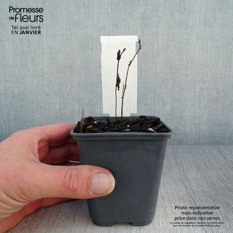 Baptisia alba var. macrophylla - White False Indigo 8/9 cm pot sample as delivered in winter