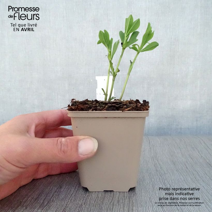 Baptisia australis var. minor Dark Blue - False Indigo 8/9 cm pot sample as delivered in spring