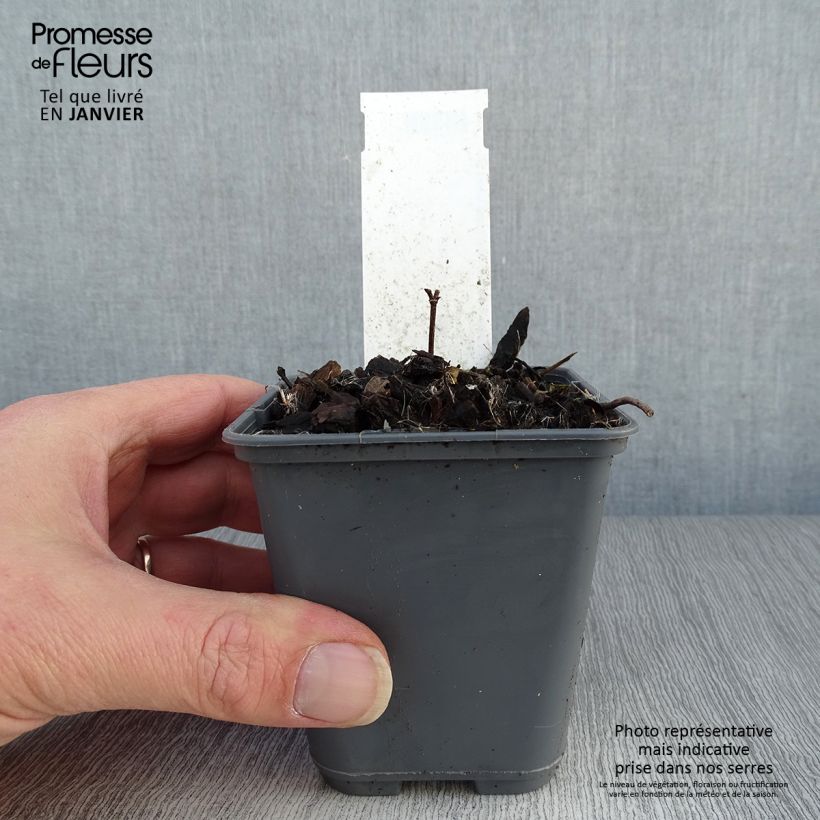 Baptisia bracteata 8/9 cm pot sample as delivered in winter