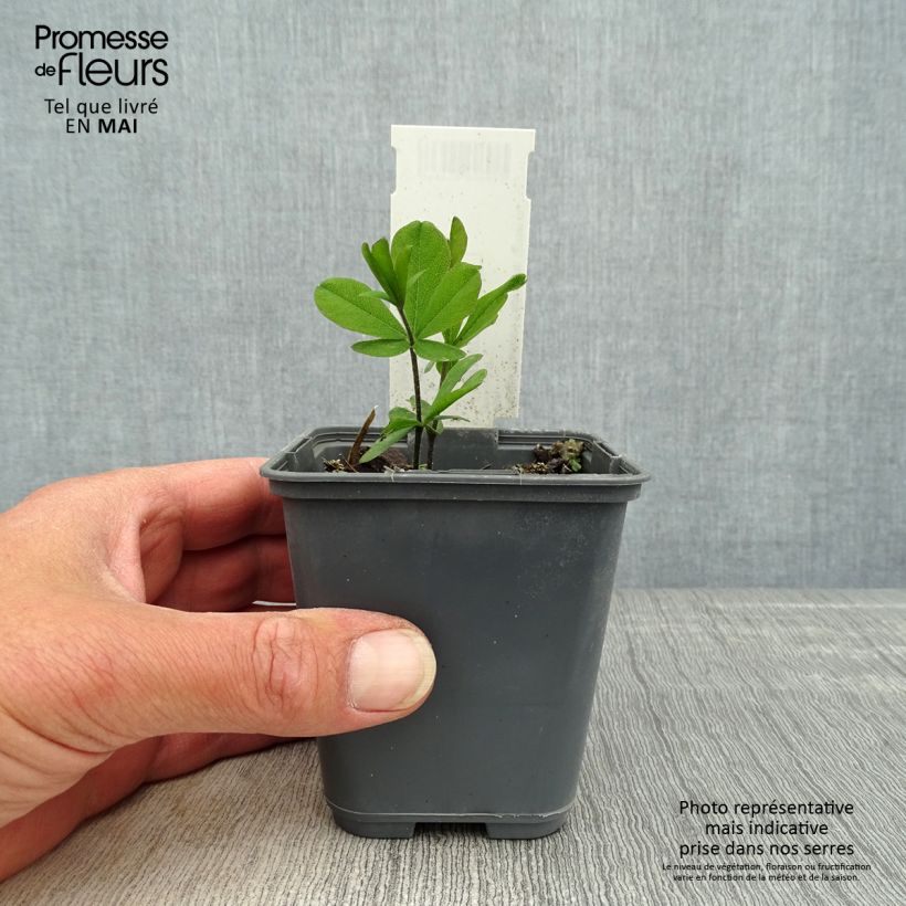 Baptisia bracteata 8/9 cm pot sample as delivered in spring