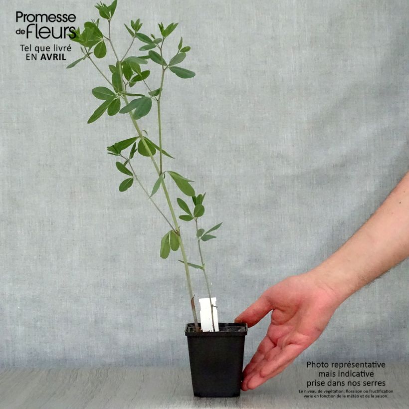 Baptisia sphaerocarpa 8/9 cm pot sample as delivered in spring