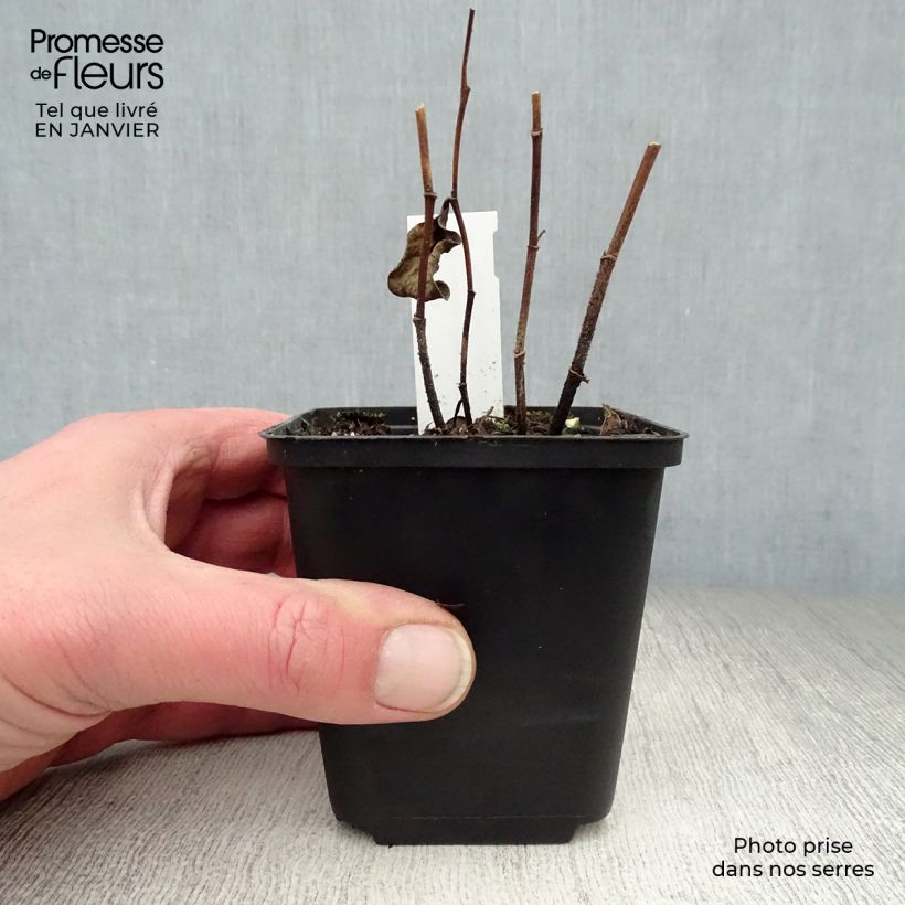 Baptisia sphaerocarpa 8/9 cm pot sample as delivered in winter