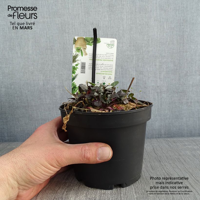 Barbarea verna - Land cress 1.5L/2L pot sample as delivered in winter