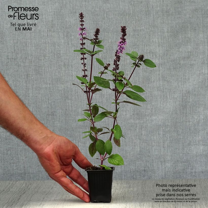 Perennial Magic Mountain Basil in seedlings 7/8 cm pot sample as delivered in spring