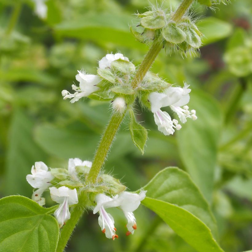 Lemon basil organic seeds - Lemon basilOcimum x citriodorum (Flowering)