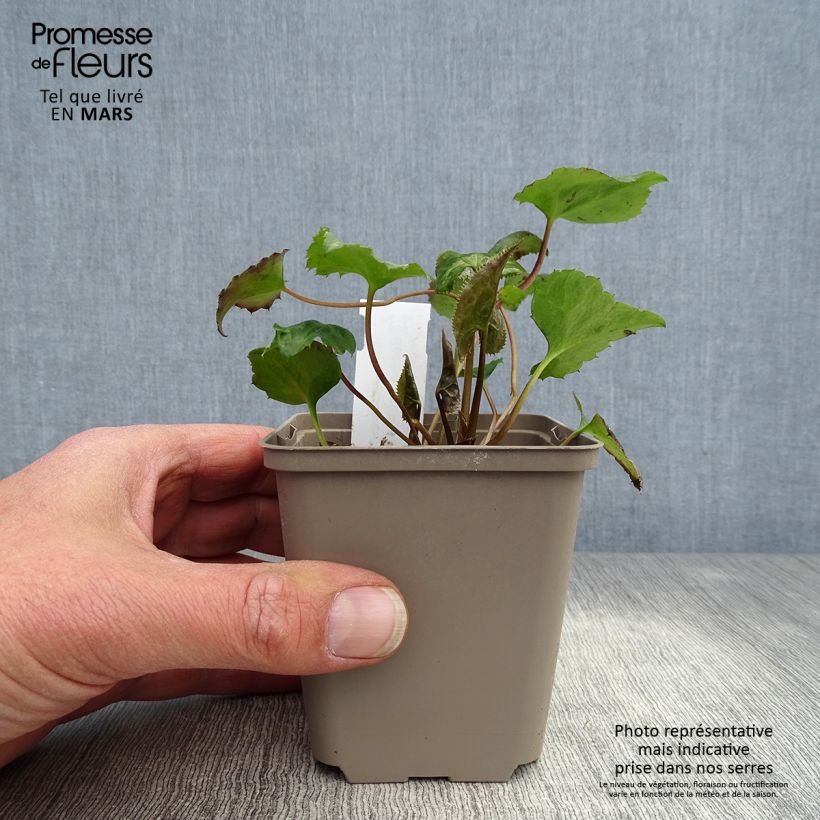 Beesia calthifolia 8/9 cm pot sample as delivered in spring